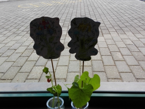 Germinação de feijões em sala de atividades