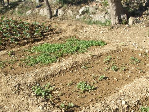 Em janeiro a terra da horta foi preparada para receber espinafres. As crianças do JI Milharado ajudaram na preparação da terra.