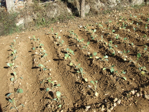 Plantação de couves