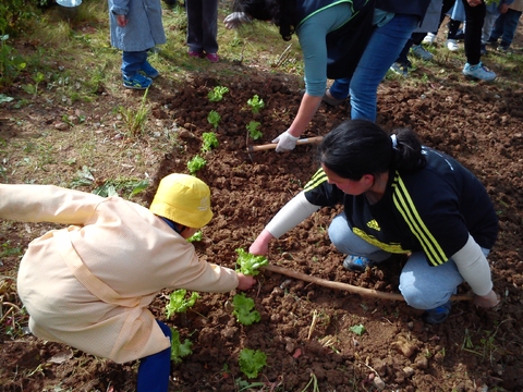 Plantação de alfaces