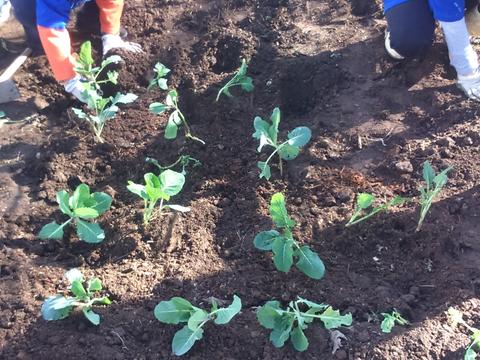 Plantação de couves. Usamos nestas plantações vários tipos de adubos, da compostagem da escola, de cavalo oferecido pela Câmara Municipal e nutrimais oferecido pela LIPOR.