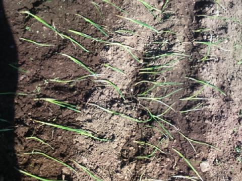 Plantação de cebolo, do grupo de alunos do 5ºC.