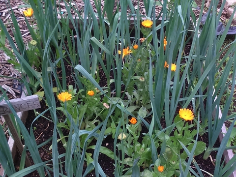 O alho francês está muito bonito por causa das  das calendulas, plantas amigas.