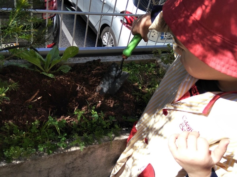 Preparação da terra para a plantação de alecrim.