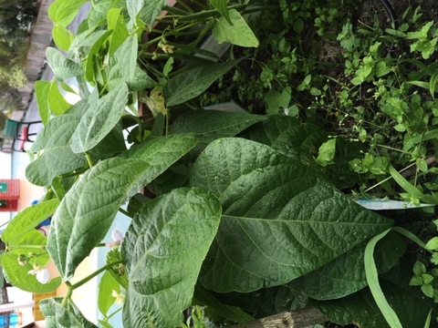 Feijoeiros em desenvolvimento.