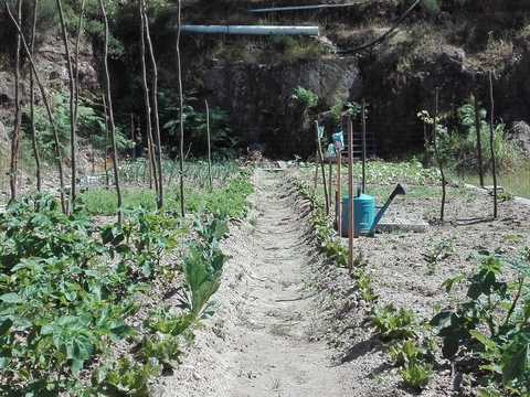 Em Julho a nossa hortinha está cheia de vida