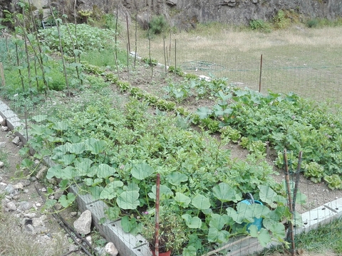 Em Julho a nossa hortinha está cheia de vida