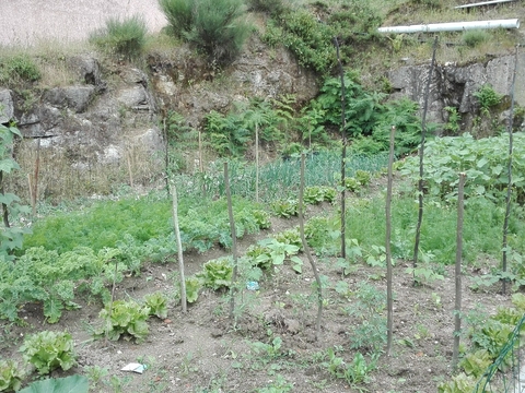 Em Julho a nossa hortinha está cheia de vida