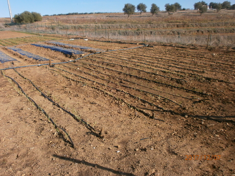 sistema de rega gota a gota