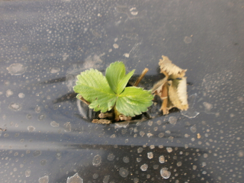 planta de meloa plantada sobre plástico preto