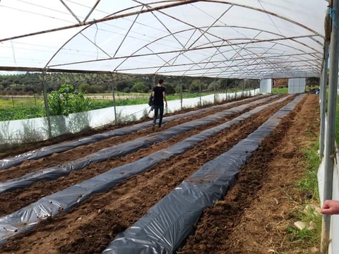 trabalho final da preparação dos camalhões e sistema gota a gota