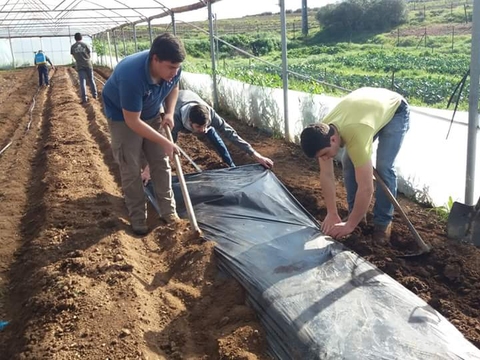 Colocação de plástico preto sobre os camalhões