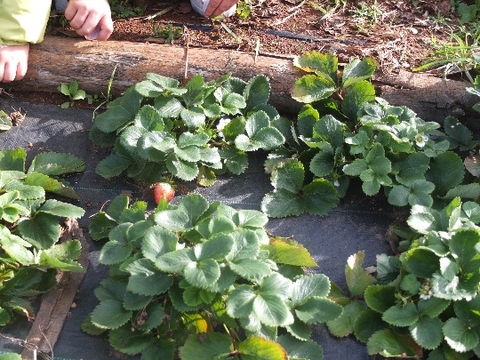 Os nossos Morangueiros a dar o seu fruto- 