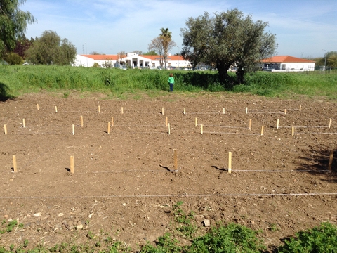 Aspeto final da primeira fase do projeto. Os oito talhões delimitados e terreno pronto a plantar.