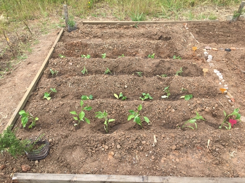 As primeiras plantações.