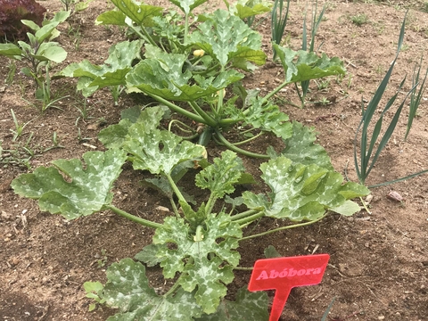 Abóboras da nossa horta - turma 5º C