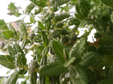 A maioria das plantas ainda não floriu, encontrando-se apenas a cor verde em destaque na nossa horta florida.