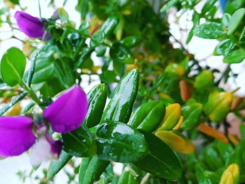 As nossas flores começam a precisar de mais água.