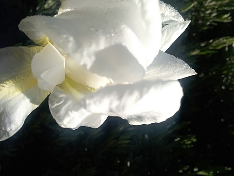 O aumento progressivo do fotoperíodo leva ao aparecimento das primeiras flores, incluindo lírios.