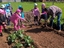 Plantação das sementes disponibilizadas pelo AKI.