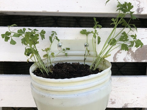 Vaso de salsa - plantamos a salsa, adubamos e regamos que servirá de tempero para os cozinhados da instituição