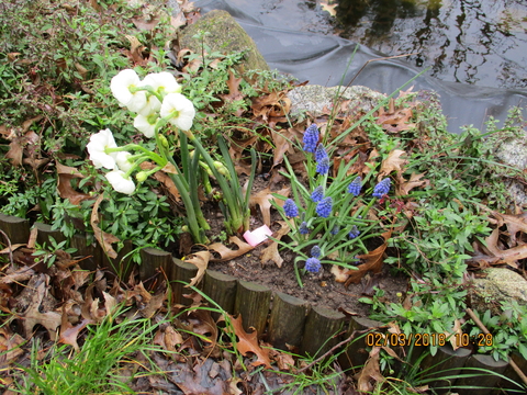 Narcisos e muscaris a embelezarem a bordadura do lago.