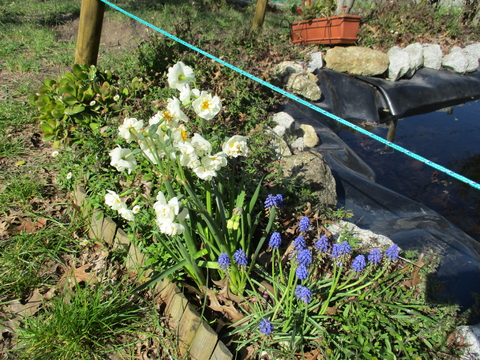 Narcisos e muscaris a enfeitar o lago