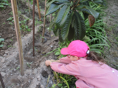 Os pequenos jardineiros em ação. Girassois para a terra