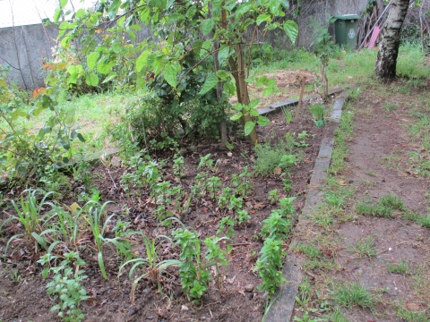 Cebolinho, menta, erva principe, coentros,funcho,  mangericão, camomila nesta parte das aromáticas.