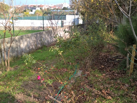 Nesta zona existe um carreiro de roseiras que separa a parte plana da inclinada do terreno