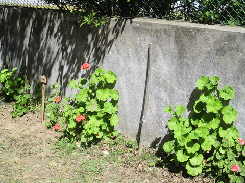 Este ano o muro vai ficar colorido e não será preciso tinta. As sardinheiras já estão a florir.