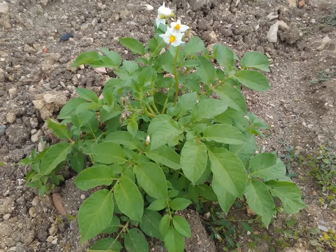 batateira em flor