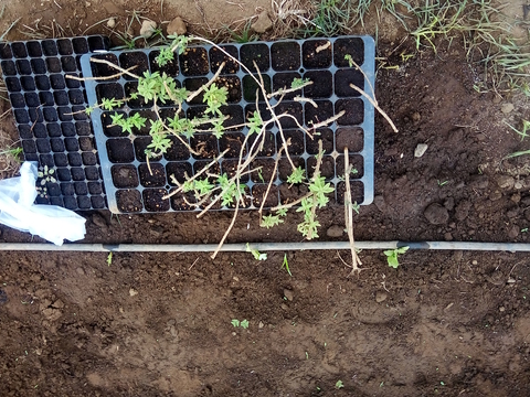 Sementeira de plantas aromáticas - Lúcia Lima (Aloysia triphylla).