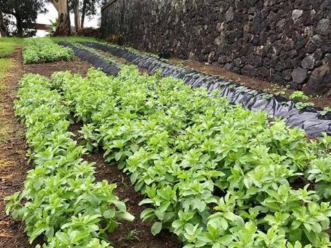 Cultura de favas (Vicia faba).