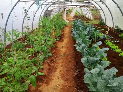 Cultivo de couves (Brassica oleracea), alfaces (Lactuca sativa), tomates (Solanum lycopersicum), curgetes (Cucurbita pepo) na estufa.