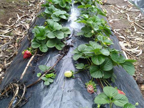 Cultura de morangos “Fragaria sp.”.