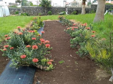 Plantas ornamentais “Proteaceae”.