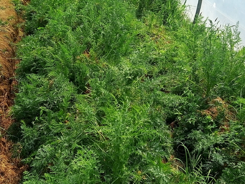 Cultura de cenouras  “Daucus carota subsp. sativus”.