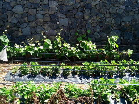 Cultura de morangos e vinha “Fragaria sp.” e “Vitis vinífera”.