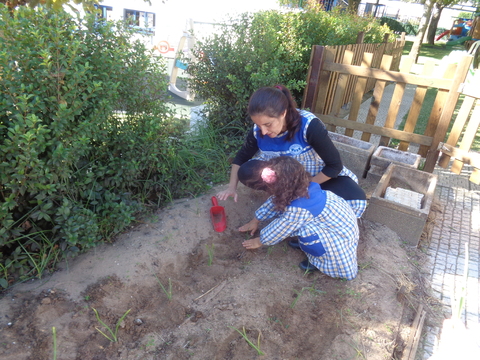 Na nossa horta, os alunos plantaram alfaces