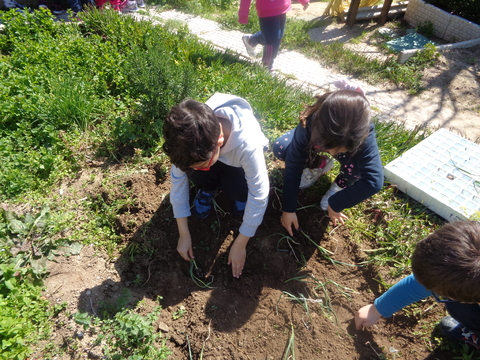 Os alunos do 1º ciclo a plantar alho francês