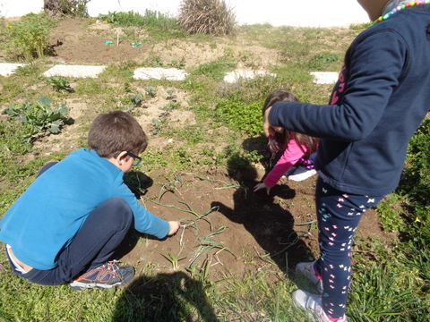 Os alunos do 1º ciclo a plantar alho francês