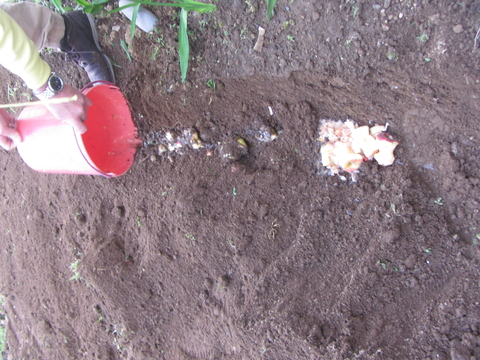 Fertilização de terreno com material orgânico.