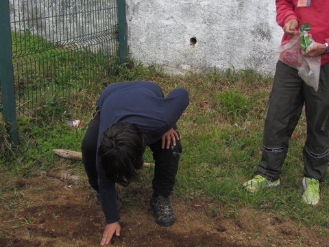 Sementeira de produtos hortícolas (horta principal)