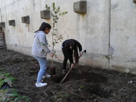 Plantação de árvores no dia da árvore.