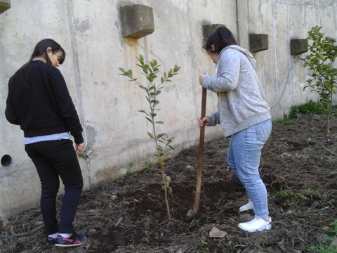 Plantação de árvores no dia da árvore.