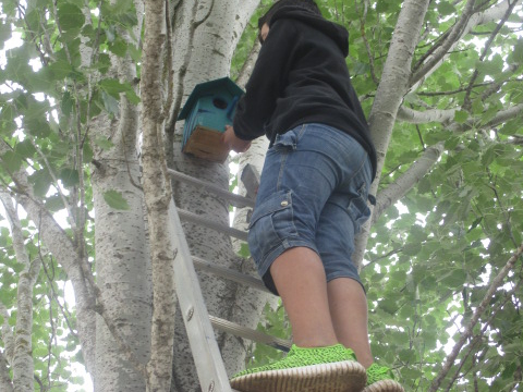 Construímos nas aulas de Educação Tecnológica as casas para os pássaros e fomos nós com a ajuda de um assistente operacional que as colocámos em várias árvores que se situam na nossa Horta Jardim.