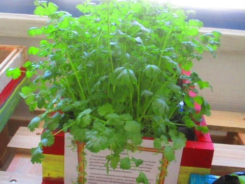 Semeamos coentros, também muito utilizados na culinária. As nossas cozinheiras já se têm abastecido, utilizando na comida da Escola.