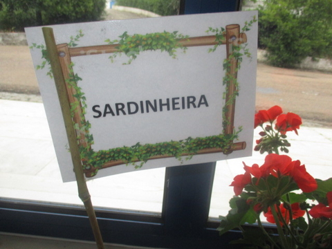 Sardinheiras.