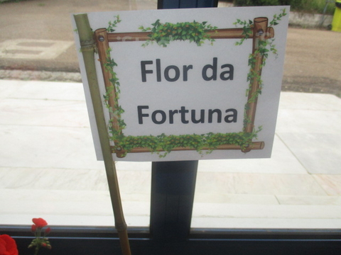 Flor da Fortuna.